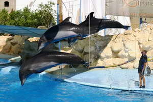 Dolphin Show