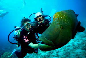 Diving courses - diving training in Sharm El Sheikh