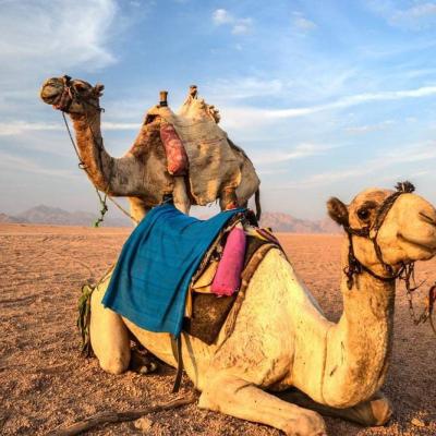 Rest Of Camels Sharm