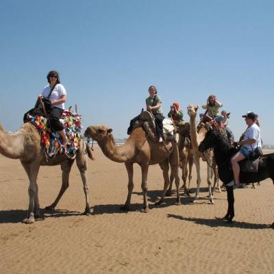 Camels Horses
