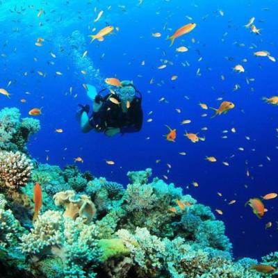 Coral Reefs In Sharm