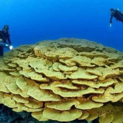 Excursions Sharm Diving