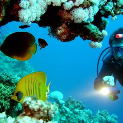 Find Your Fish