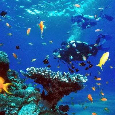 Intro Dive In Sharm