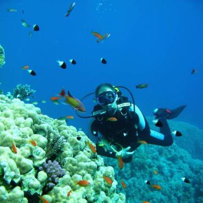 Dive Courses