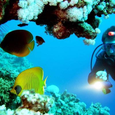 Find Your Fish