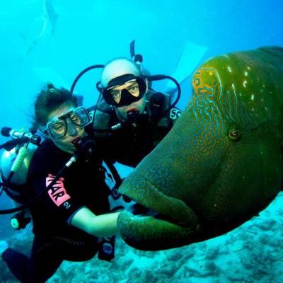 Napoleon In Diving