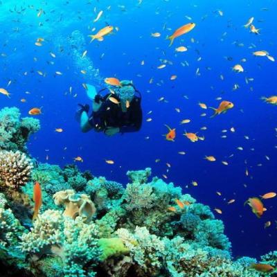 Boat Trip To Ras Mohammed Coral Reefs In Sharm