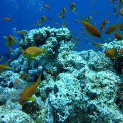 Excursions Sharm Diving 4