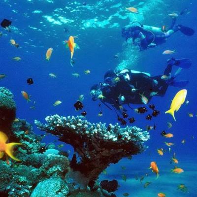 Intro Dive In Sharm