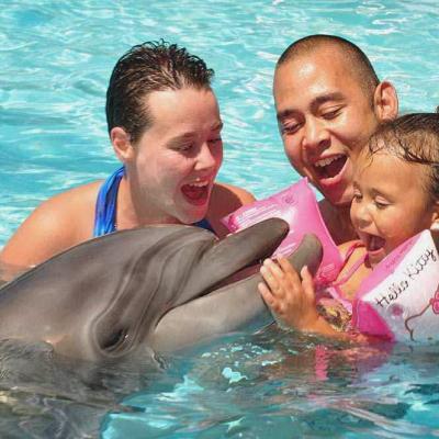 Swimming With Dolphins Family