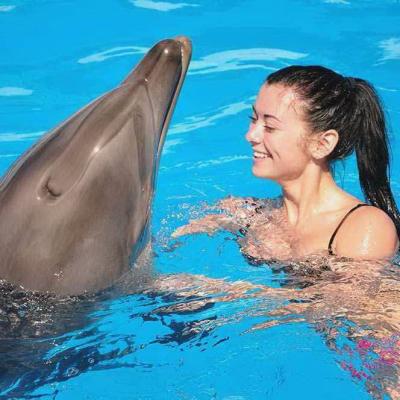 Swimming With Dolphins Sharm