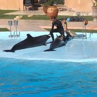 Dolphin Show Nabq