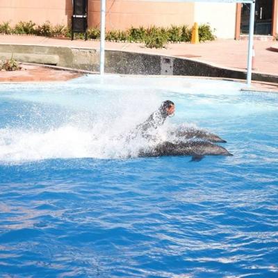 Swim With Dolphins