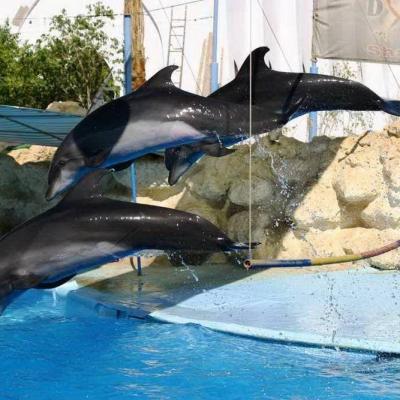 Dolphin Show Sharm