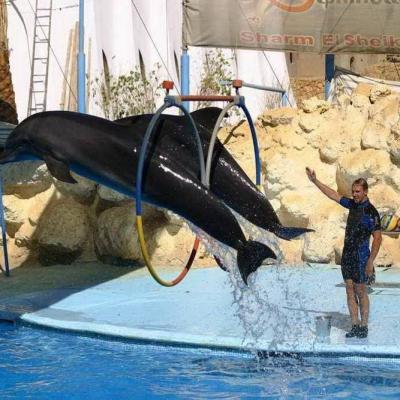 Dolphinarium Egypt