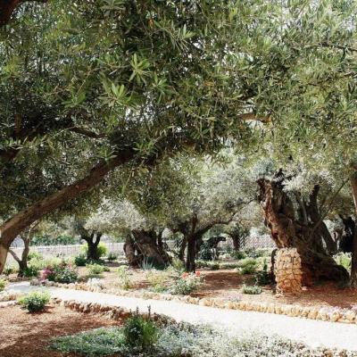 Garden Of Gethsemane