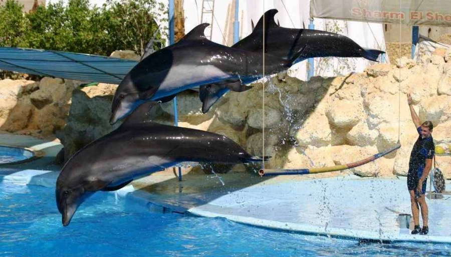 Spettacolo dei delfini