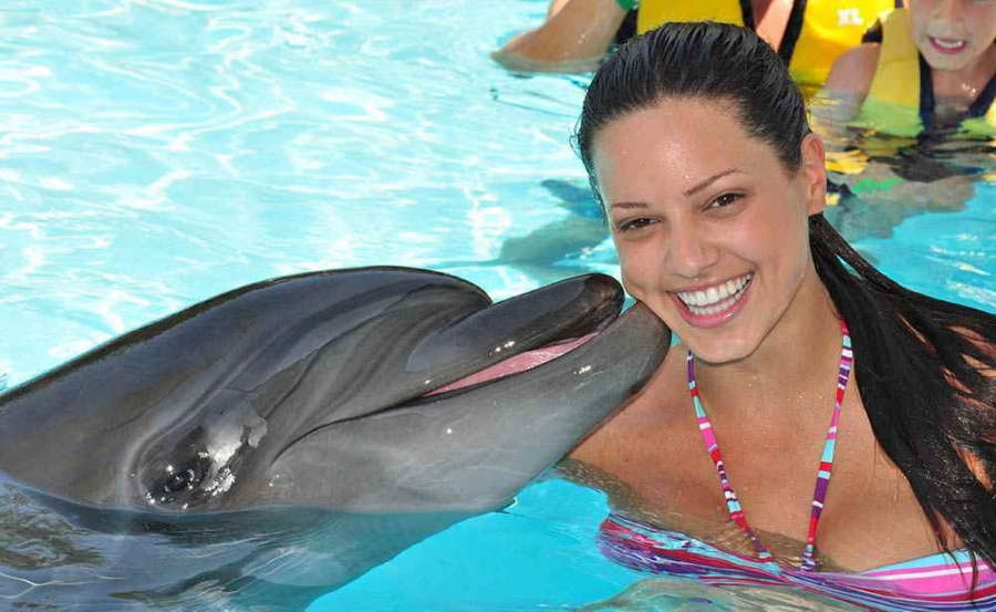 Swimming with the Dolphins